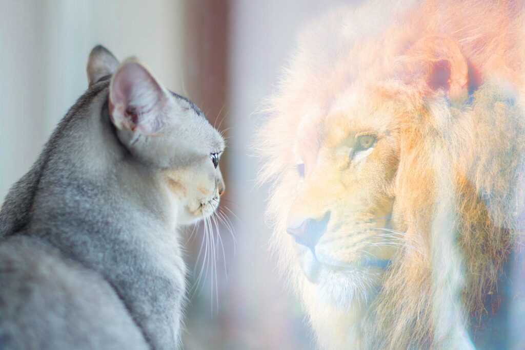 Kissa katsoo peiliin ja näkee leijonan